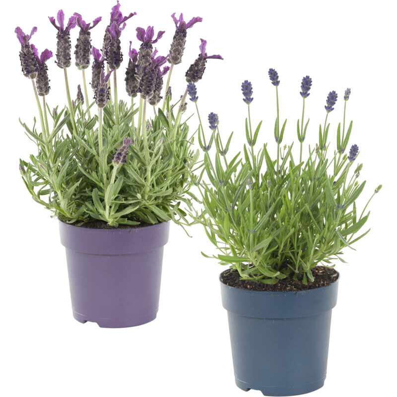 Een afbeelding van AH Lavendel p10,5
