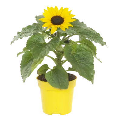 pdp-image-AH Zonnebloem p12