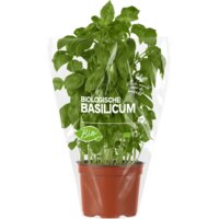 Een afbeelding van AH Biologisch Basilicum pot