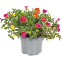 AH Portulaca