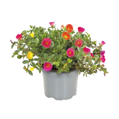 pdp-image-AH Portulaca S
