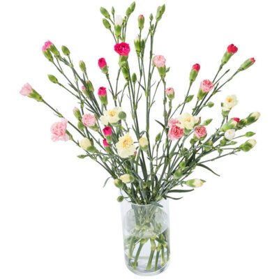 pdp-image-AH Dozijn fairtrade trosanjers mix