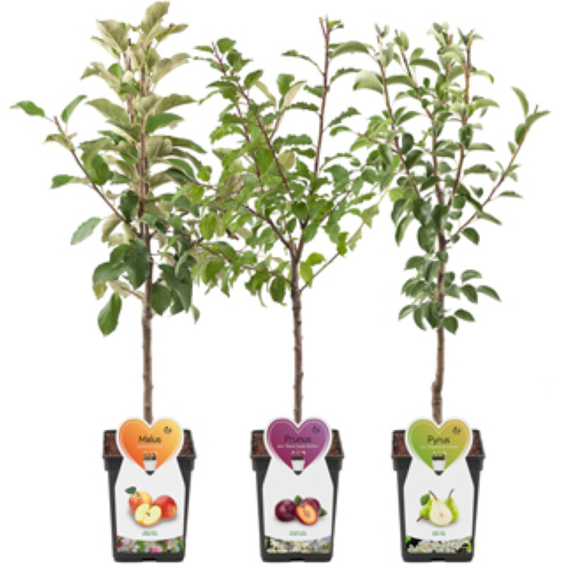 Een afbeelding van AH Grote fruitbomen