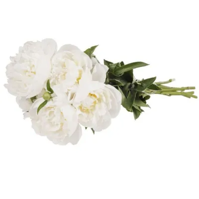 pdp-image-AH Pioenrozen wit