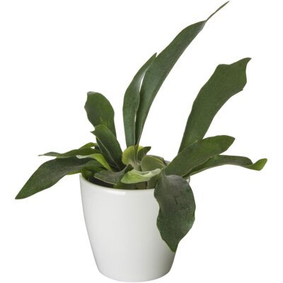 pdp-image-AH Groene plant in pot