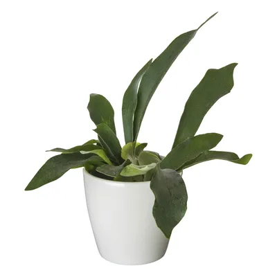 pdp-image-AH Groene plant in pot
