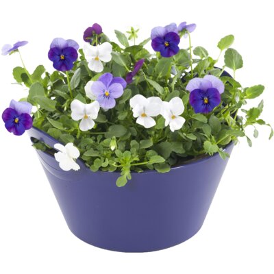 pdp-image-AH Violenschaal