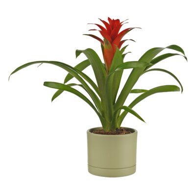 pdp-image-AH Bromelia