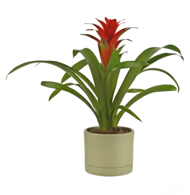 pdp-image-AH Bromelia