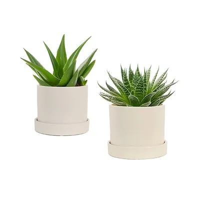 pdp-image-AH Vetplant p10,5 in pot