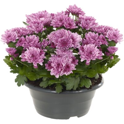 pdp-image-AH Chrysant in schaal