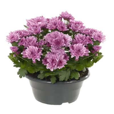 pdp-image-AH Chrysant in schaal