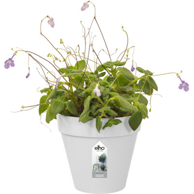 pdp-image-Elho Green wall pot 15cm wit