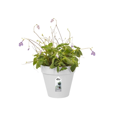 pdp-image-Elho Green wall pot 15cm wit