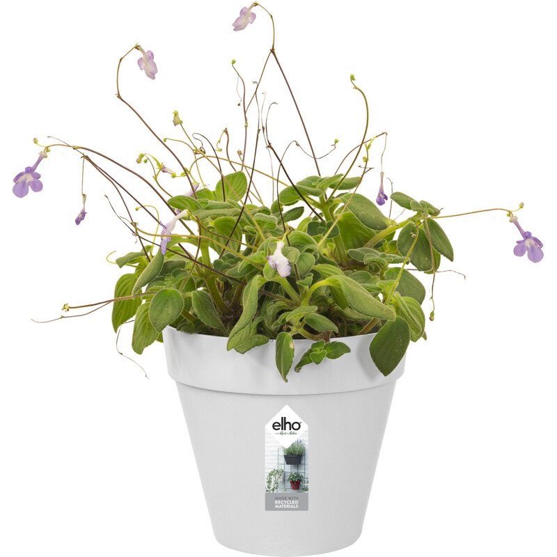 Een afbeelding van Elho Green wall pot 15cm wit