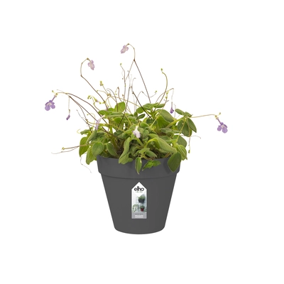 pdp-image-Elho Green wall pot 15cm antraciet