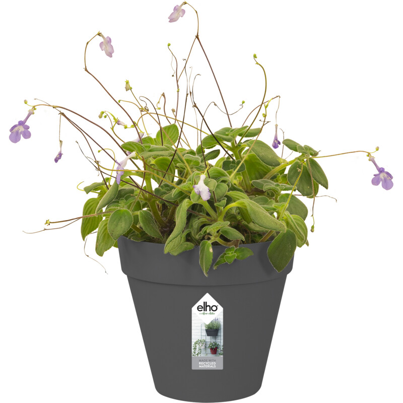 Een afbeelding van Elho Green wall pot 15cm antraciet