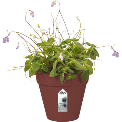 pdp-image-Elho Green wall pot 15cm