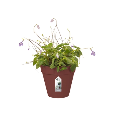 pdp-image-Elho Green wall pot 15cm