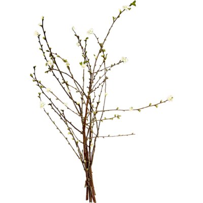 pdp-image-AH Kersenbloesem