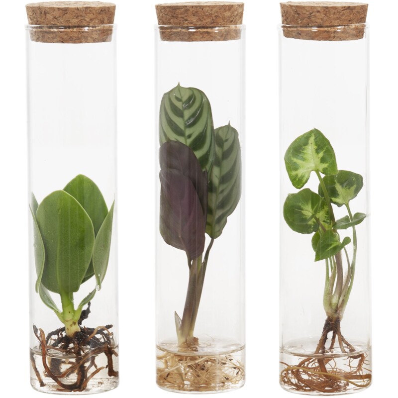 Een afbeelding van AH Groene plant