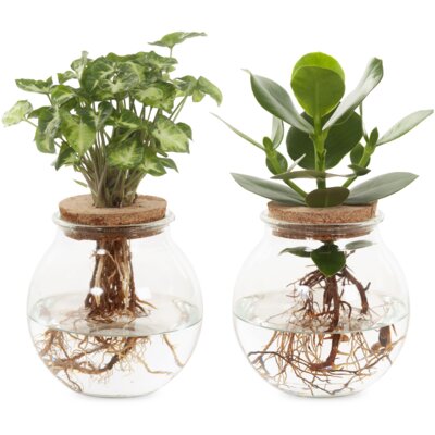 pdp-image-AH Groene plant in bolglas