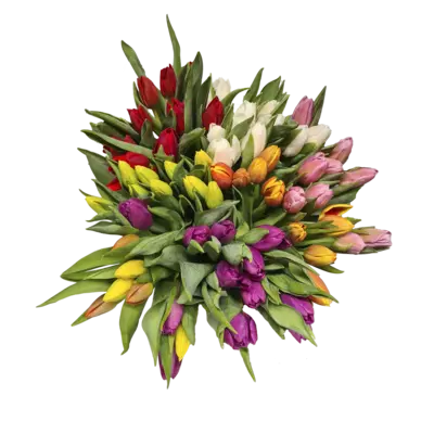 pdp-image-AH Tulp kleurenmix