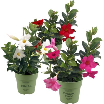 pdp-image-AH Dipladenia