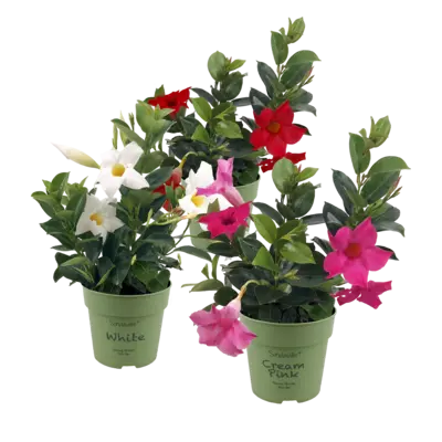 pdp-image-AH Dipladenia