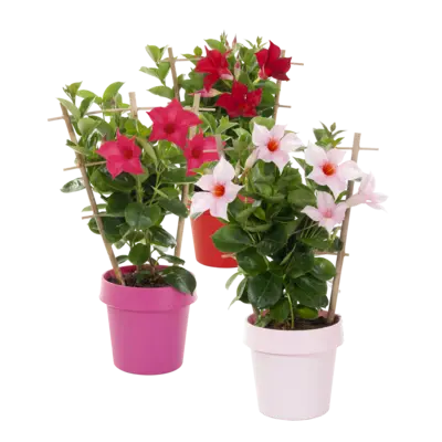pdp-image-AH Dipladenia