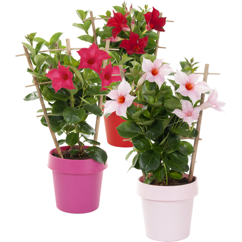 Een afbeelding van AH Dipladenia