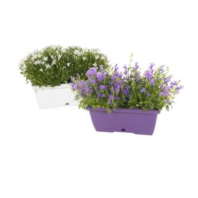 pdp-image-AH Campanula in balkonbak