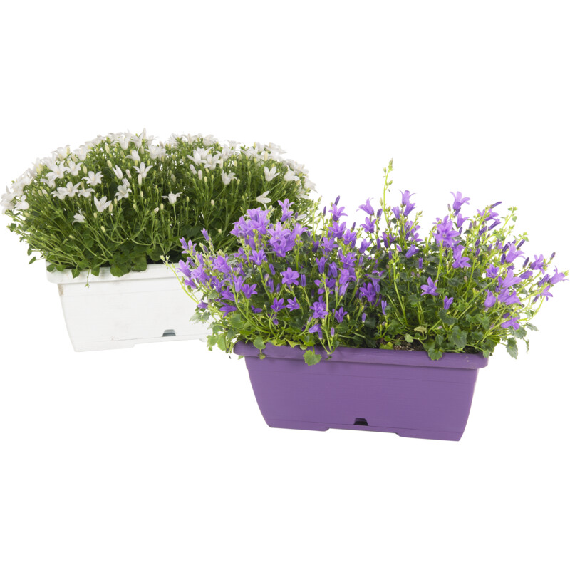 Een afbeelding van AH Campanula in balkonbak
