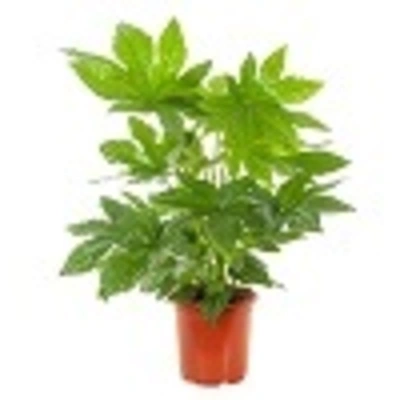 pdp-image-AH Fatsia
