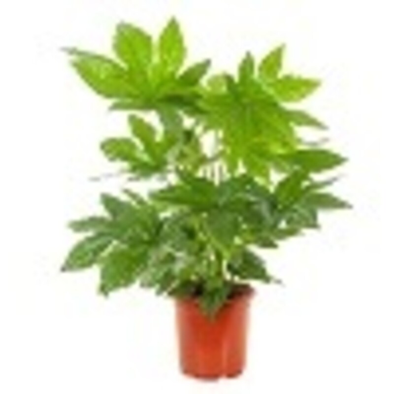 Een afbeelding van AH Fatsia