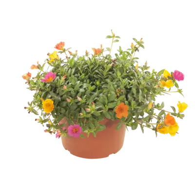 pdp-image-AH Portulaca grootbloemig
