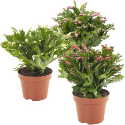 pdp-image-AH Najaarscactus p13