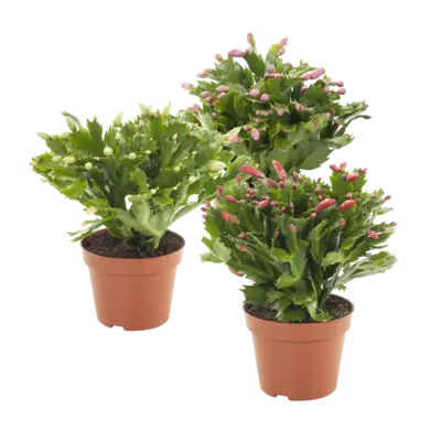 pdp-image-AH Najaarscactus p13