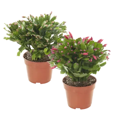 pdp-image-AH Najaarscactus p17