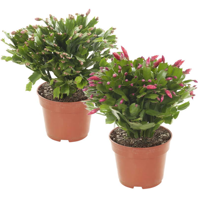 Een afbeelding van AH Najaarscactus p17