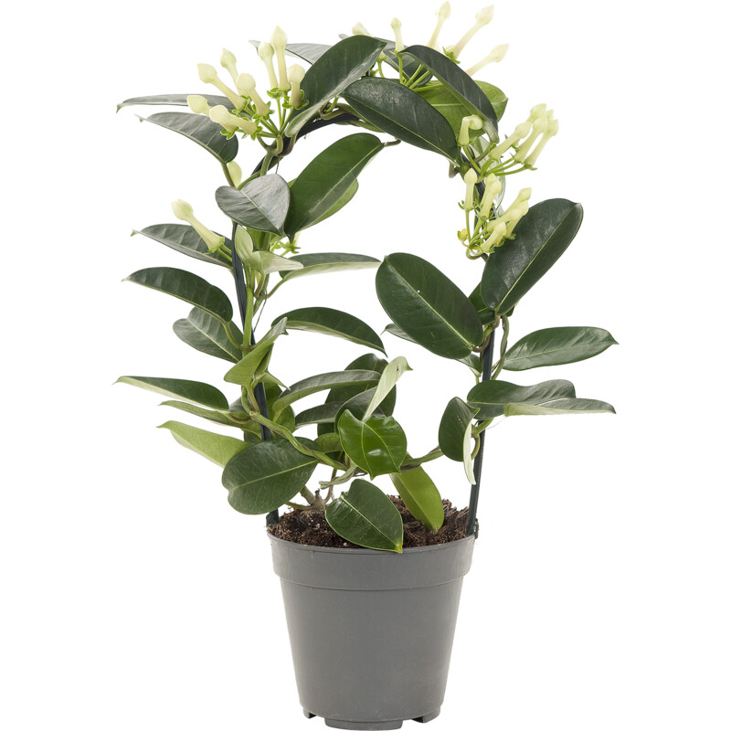 Een afbeelding van AH Stephanotis