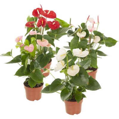 pdp-image-AH Anthurium plant