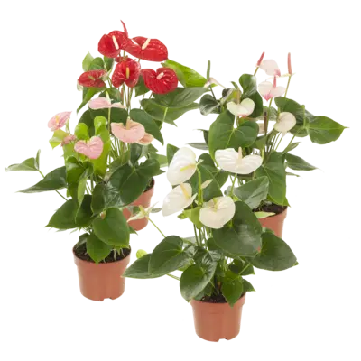 pdp-image-AH Anthurium plant
