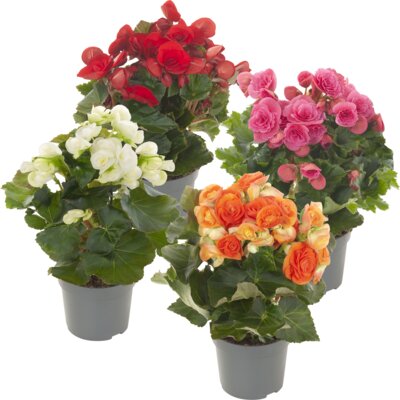 pdp-image-AH Begonia p14
