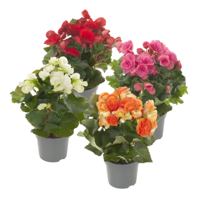pdp-image-AH Begonia p14