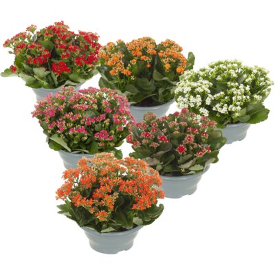 pdp-image-AH Kalanchoë schaal
