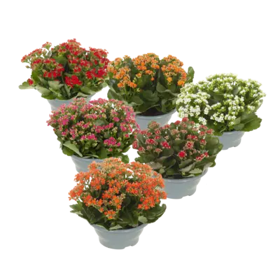 pdp-image-AH Kalanchoë schaal