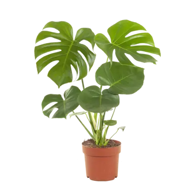 pdp-image-AH Monstera plant