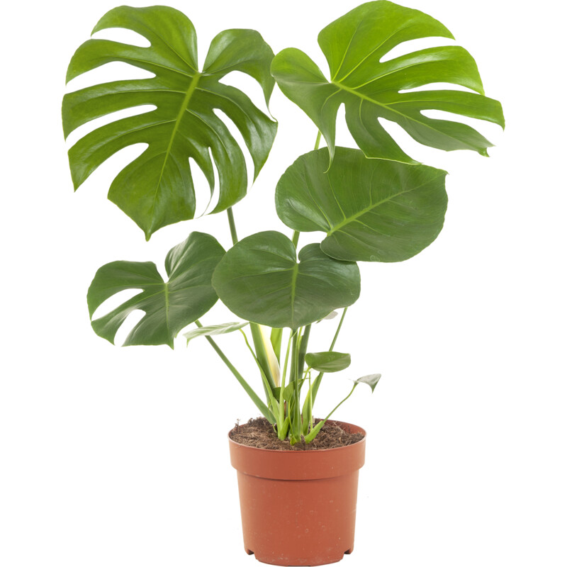 Een afbeelding van AH Monstera plant