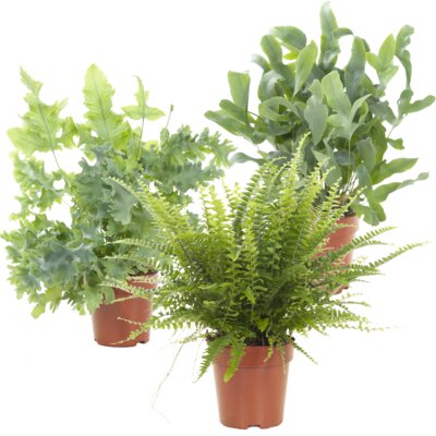 pdp-image-AH Air so pure plant